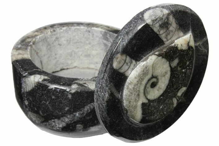 Small Fossil Goniatite Jar (Black) - Stoneware #123559